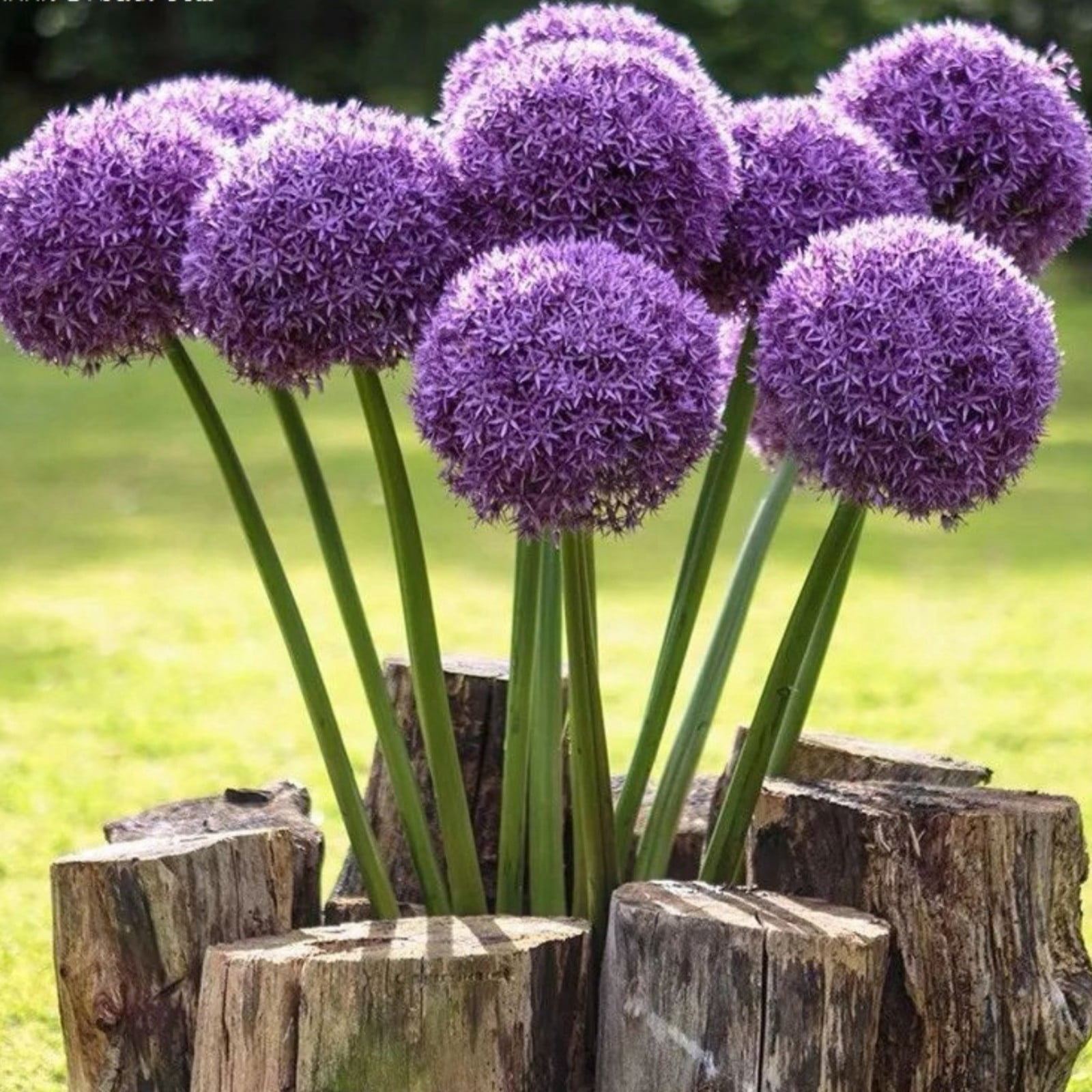 Allium Bulbs For Planting Perennial,Allium Bulbs For Sale,Gardening