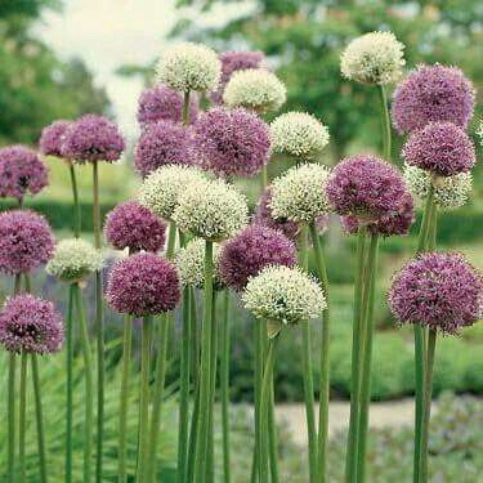 Allium Bulbs For Planting Perennial,Allium Bulbs For Sale,Gardening