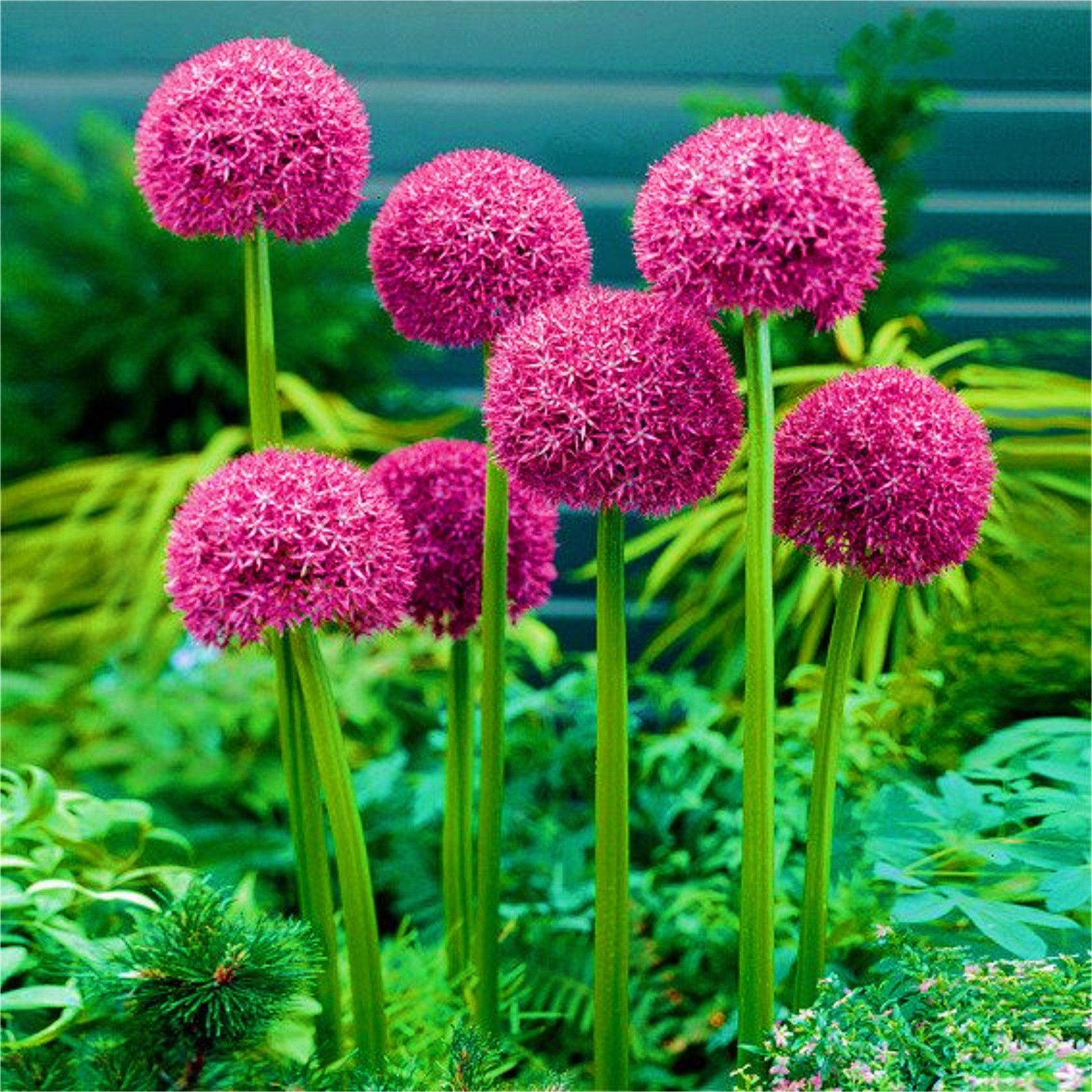 Allium Bulbs For Planting Allium Bulbs For Sale Allium Gladiator Bulbs