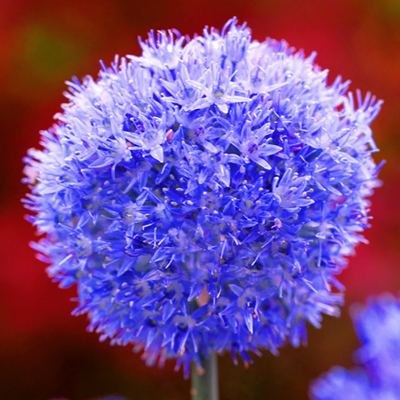 Allium Bulbs For Planting Allium Bulbs For Sale Allium Gladiator Bulbs