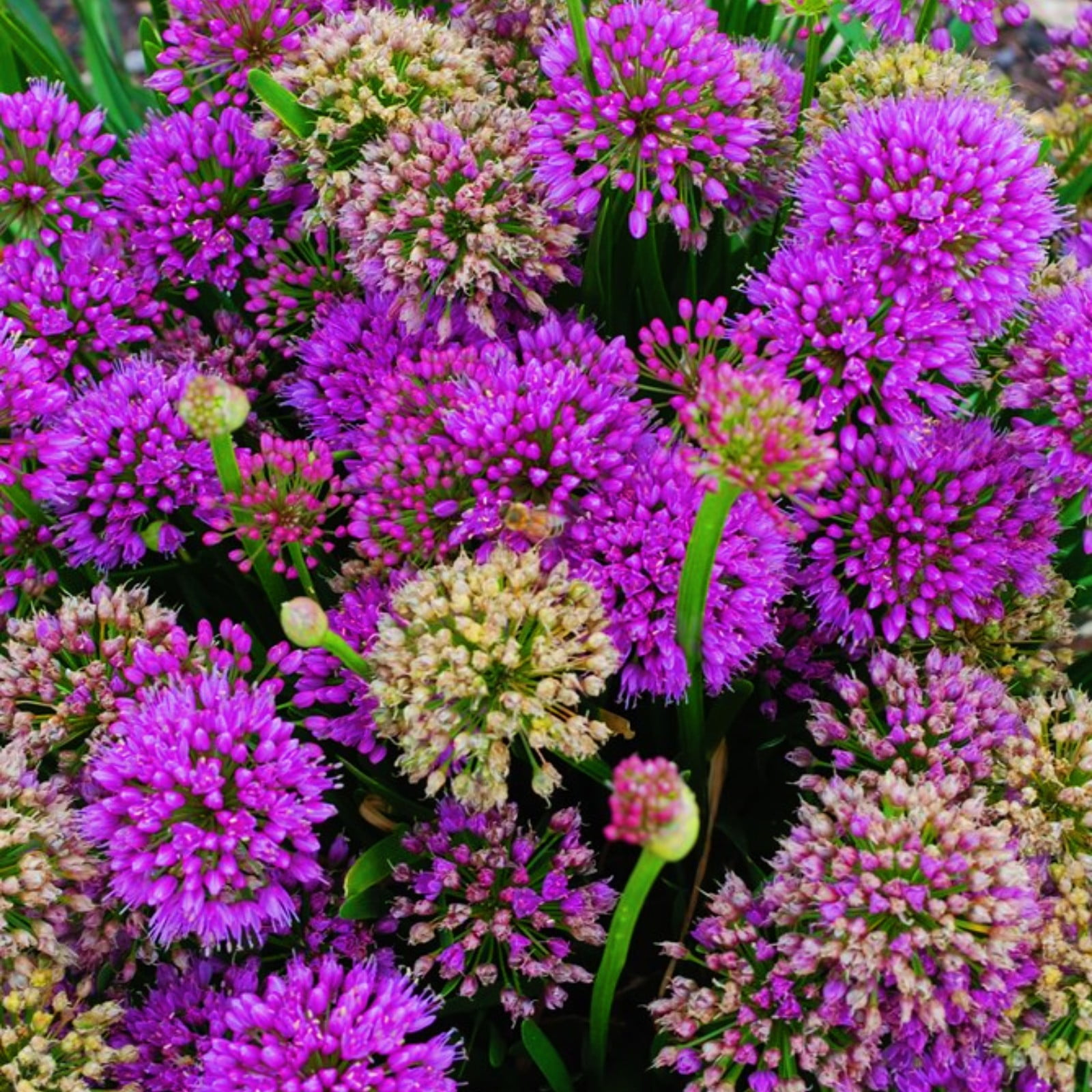 Allium Bulbs For Planting Allium Bulbs For Sale Allium Gladiator Bulbs