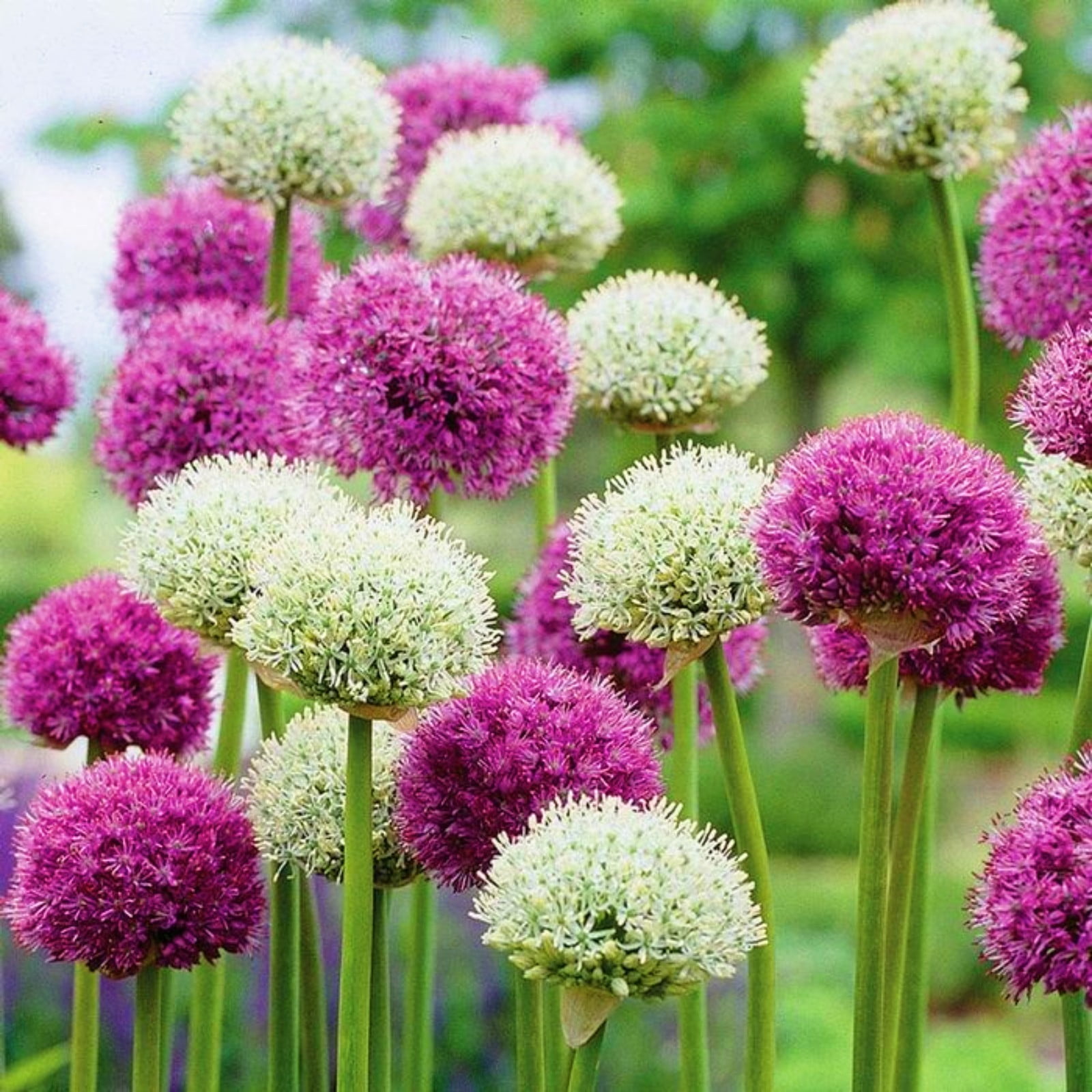 Allium Bulbs For Planting Allium Bulbs For Sale Allium Gladiator Bulbs