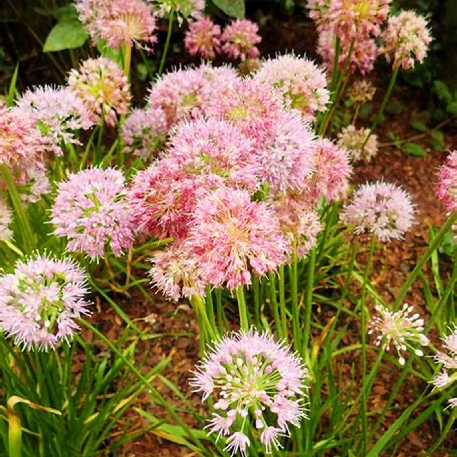 Allium Bulbs For Sale Allium Bulbs Bulk Allium Bulbs For Planting