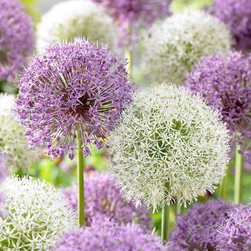 Allium Bulbs Giant Mix 4 Bulbs Mixed Flower Bulbs, Bulb Attracts
