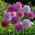thumbnail image 1 of Allium Bulbs - Ideal for Beds Borders, Plant Pots & Planters, Low Maintenance, 1 of 6