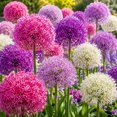 thumbnail image 1 of Allium Bulbs - Ideal for Beds Borders, Plant Pots & Planters, Low Maintenance, 1 of 6