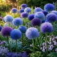 thumbnail image 1 of Allium Bulbs - Ideal for Beds Borders, Plant Pots & Planters, Low Maintenance, 1 of 6