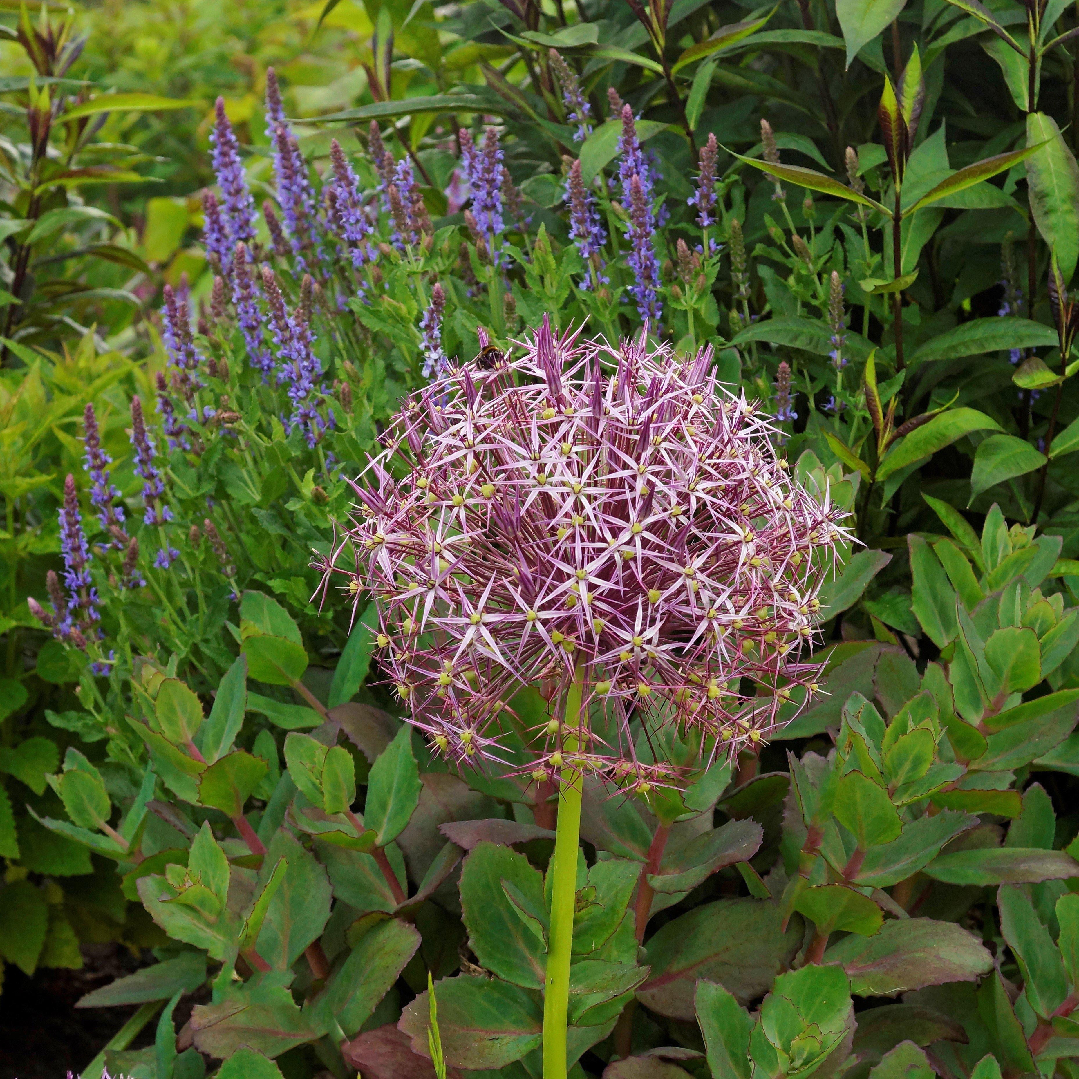Easy to Grow Allium Star of Persia 20 Plant Bulbs, Flowers Spring to Summer Outdoor Full Sun