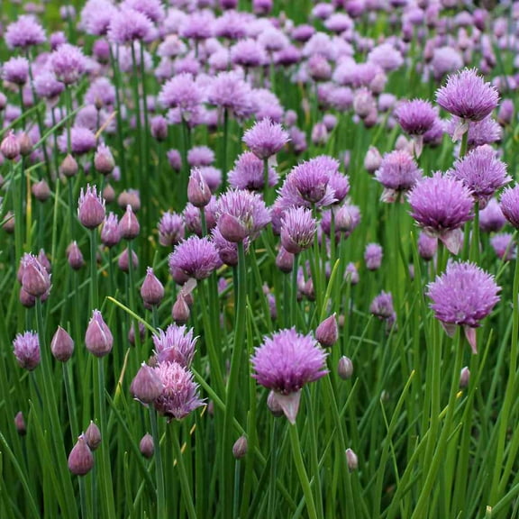 Allium Drought Tolerant Chives Herb Garden Plant Seeds For Xeriscape Gardens - 1/4 LB