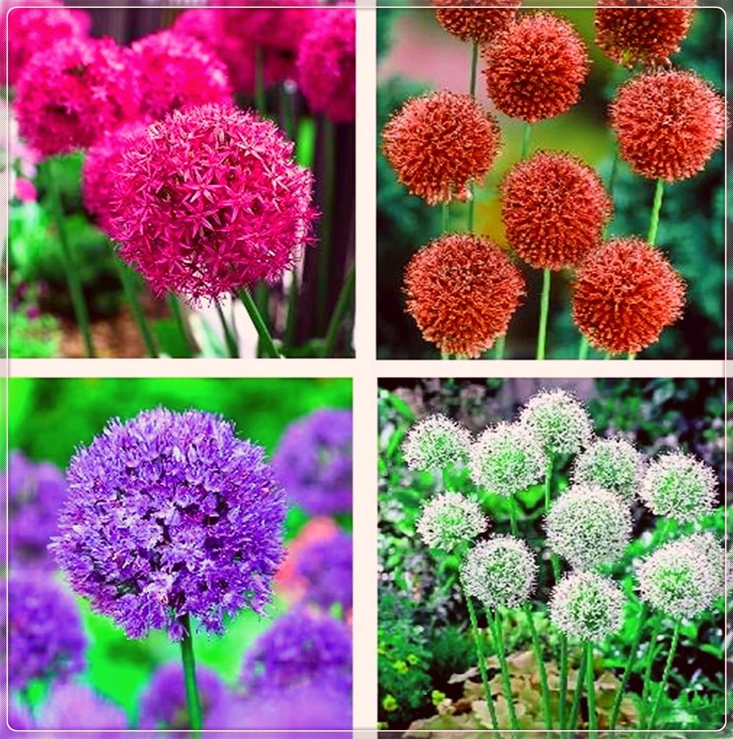 Allium Flower Bulbs Allium Bulbs For Planting Long Flowering Period