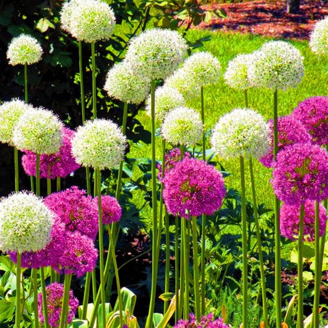 Allium Flower Bulbs Allium Gladiator Bulbs Allium Bulbs Flowers Allium