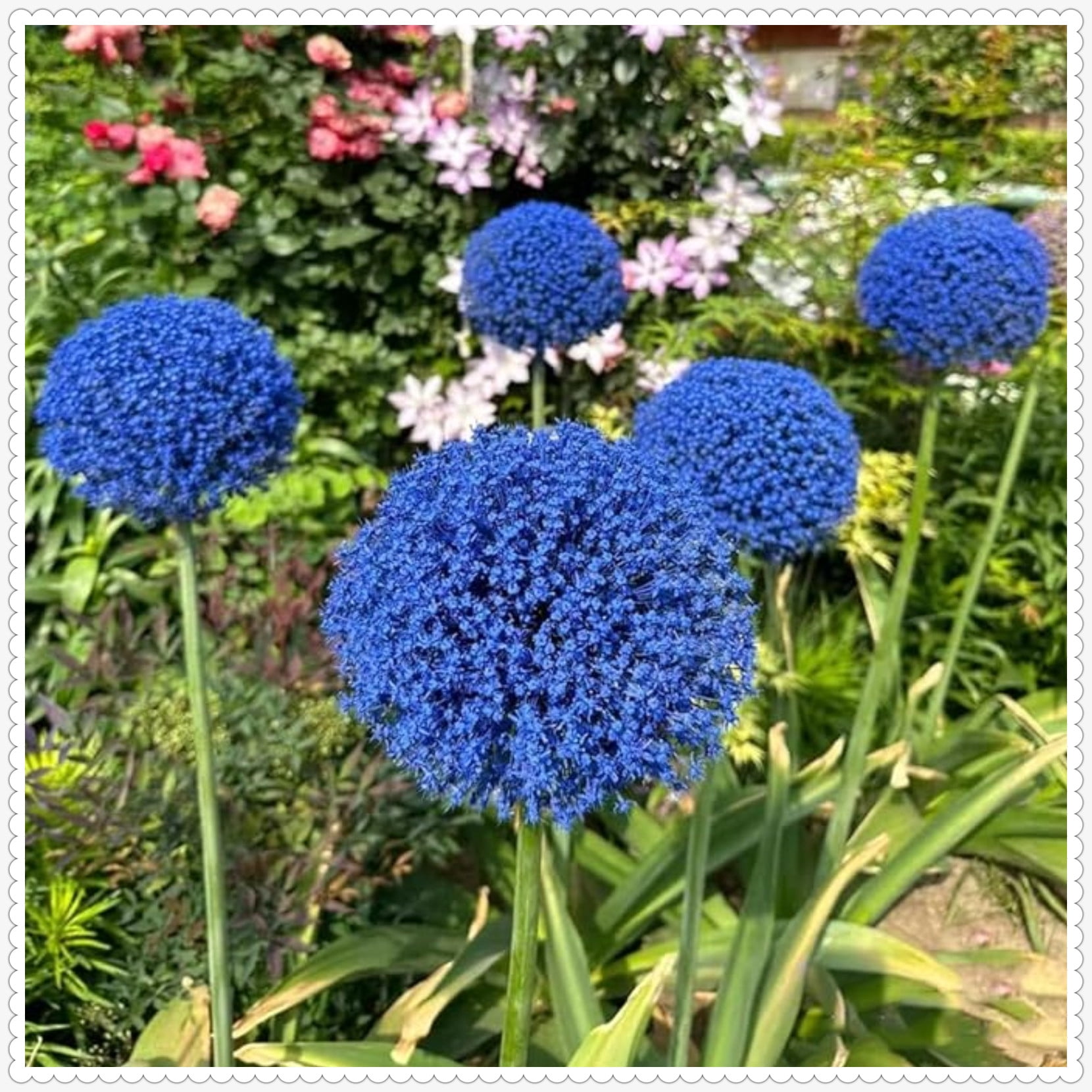 Allium Giganteum Bulbs For Planting,Graceful,Allium Millenium Bulbs