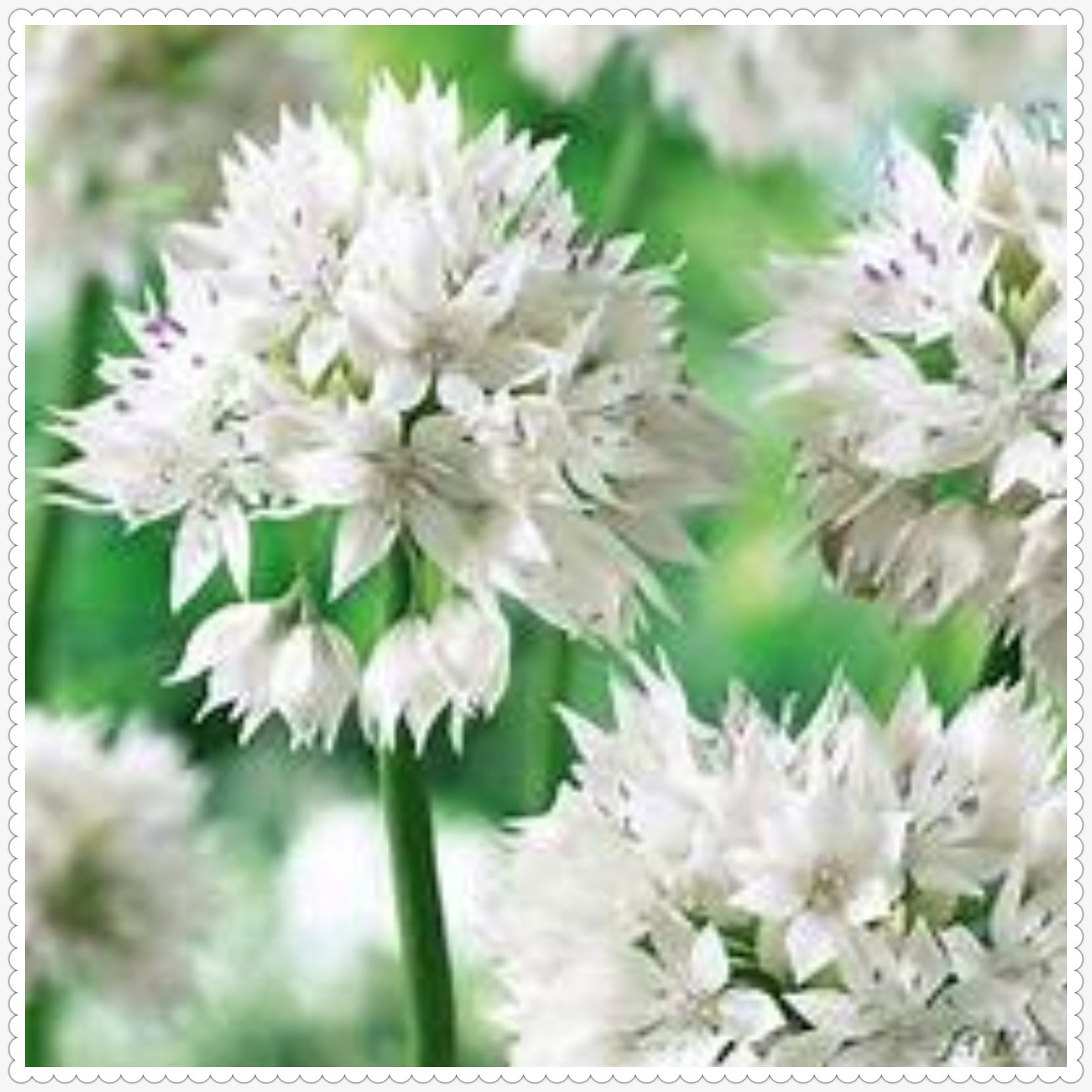 Allium Giganteum Bulbs For Planting,Graceful,Allium Millenium Bulbs