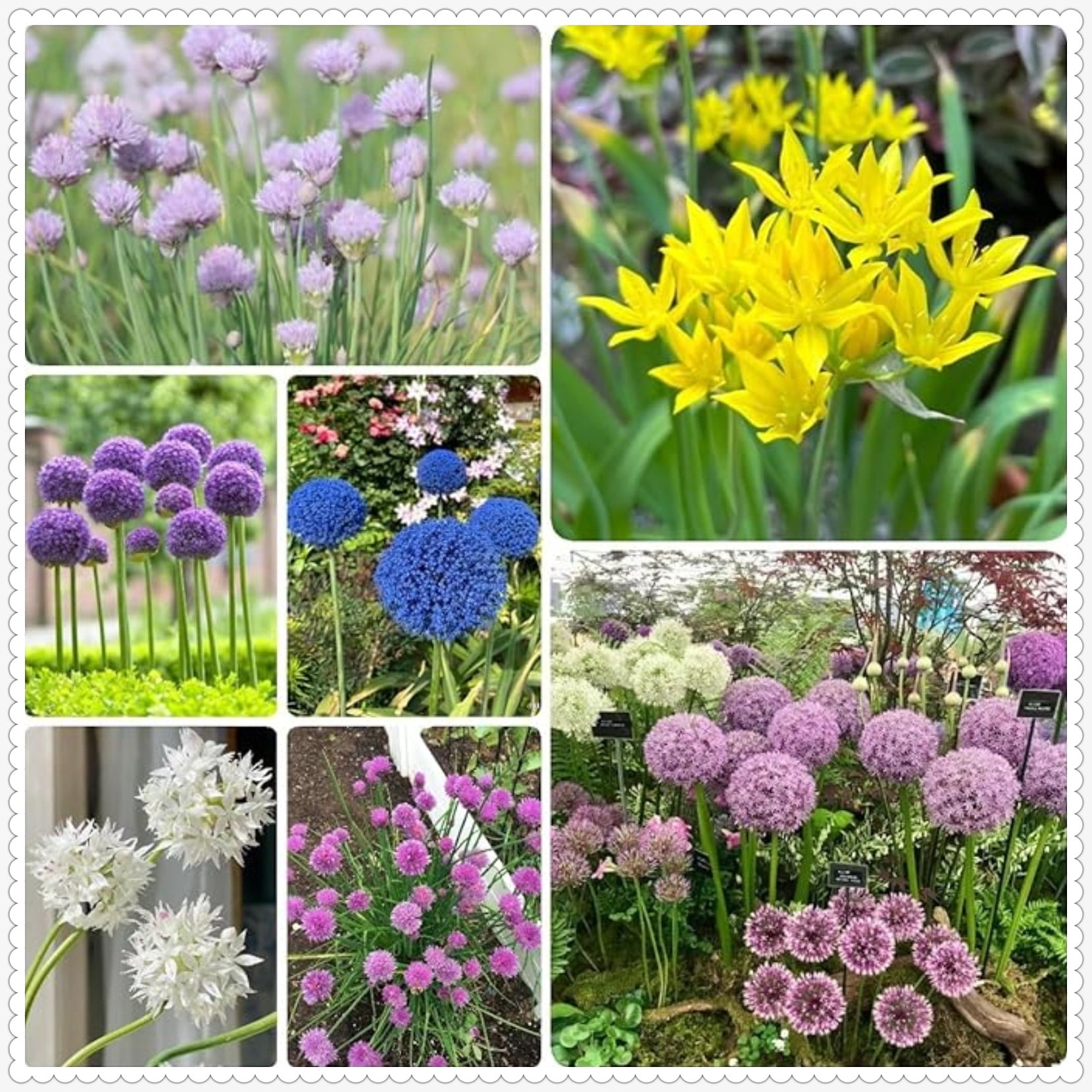 Allium Giganteum Bulbs For Planting,Graceful,Allium Millenium Bulbs