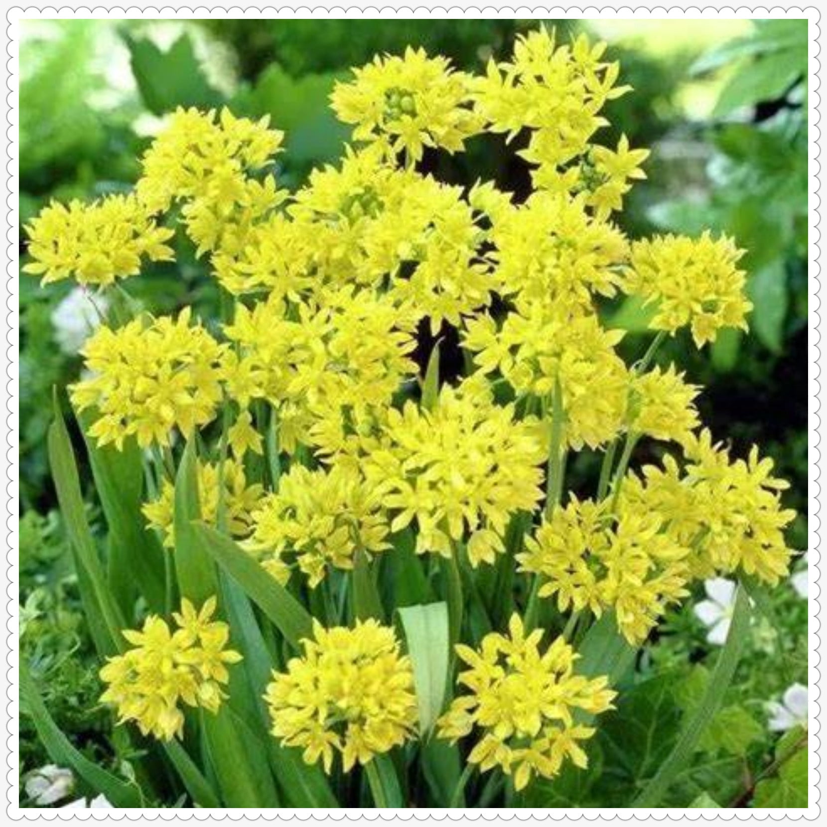 Allium Giganteum Bulbs For Planting,Graceful,Allium Millenium Bulbs