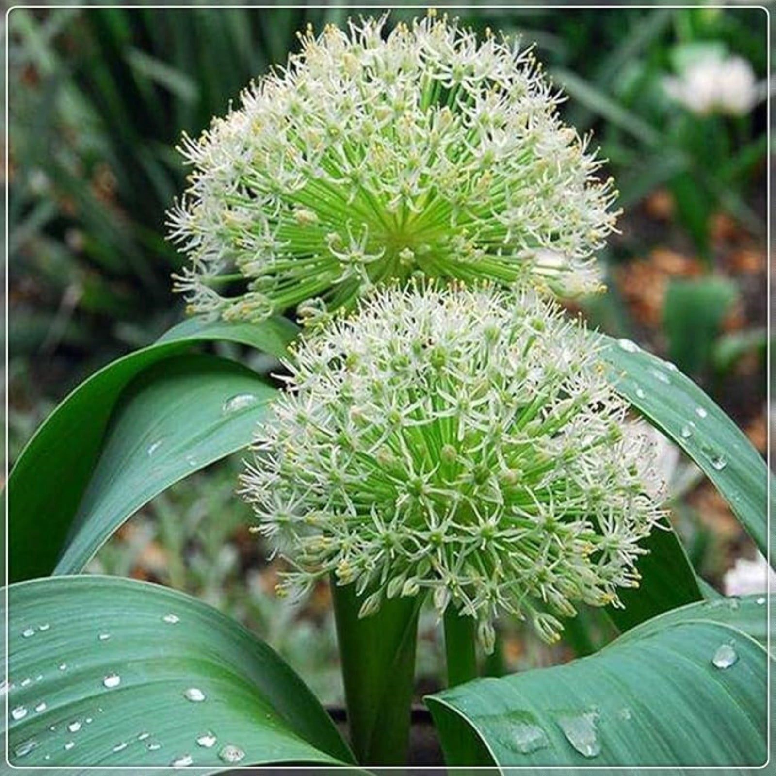 Allium Giganteum Bulbs For Planting,Graceful,Allium Millenium Bulbs