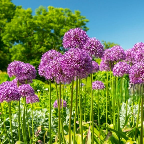 Purple Allium Giganteum Flowers, 3 Bulbs - Giant Ornamental Onion - Attracts Bees & Butterflies - Spring Blooming, Easy to Grow & Maintain