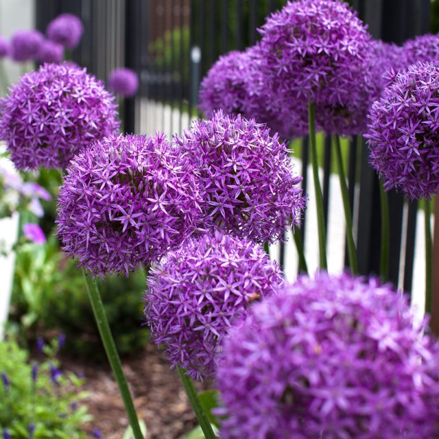 Allium Giganteum Seeds for MMF7 Planting 300+ Ornamental Onion Rabbit