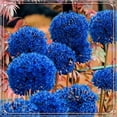 thumbnail image 1 of Allium, Low Maintenance - Easy Grow - Ideal for Beds Borders, Plant Pots & Planters, 1 of 2
