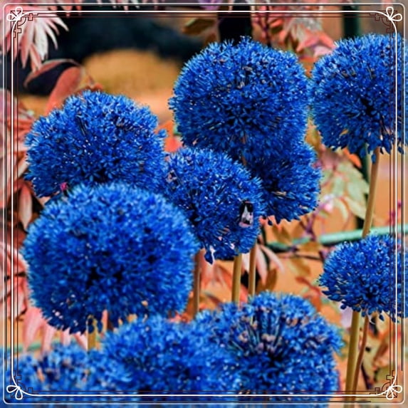 Allium, Low Maintenance - Easy Grow - Ideal for Beds Borders, Plant Pots & Planters