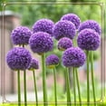 thumbnail image 1 of Allium, Low Maintenance - Easy Grow - Ideal for Beds Borders, Plant Pots & Planters, 1 of 2