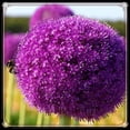 thumbnail image 1 of Allium, Low Maintenance - Easy Grow - Ideal for Beds Borders, Plant Pots & Planters, 1 of 2
