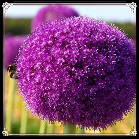 Allium, Low Maintenance - Easy Grow - Ideal for Beds Borders, Plant Pots & Planters