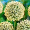 thumbnail image 1 of Allium, Low Maintenance - Easy Grow - Ideal for Beds Borders, Plant Pots & Planters, 1 of 2