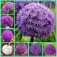 thumbnail image 1 of Allium, Low Maintenance - Easy Grow - Ideal for Beds Borders, Plant Pots & Planters, 1 of 2