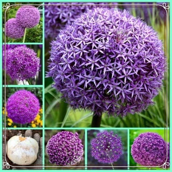 Allium, Low Maintenance - Easy Grow - Ideal for Beds Borders, Plant Pots & Planters