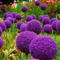 thumbnail image 1 of Allium, Low Maintenance - Easy Grow - Ideal for Beds Borders, Plant Pots & Planters, 1 of 2