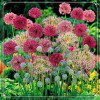 thumbnail image 1 of Allium, Low Maintenance - Easy Grow - Ideal for Beds Borders, Plant Pots & Planters, 1 of 2