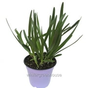 Allium Millenium, Millenium, Ornamental Onion - Pot Size: 4" - Flowering Plants, Plants