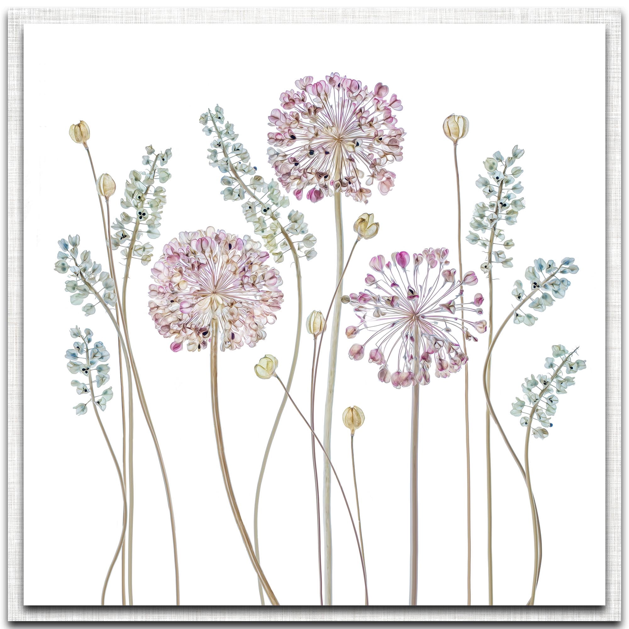 Allium Parchment Frame