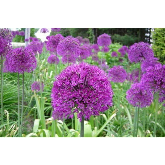 Allium Purple Sensation 25 Bulbs