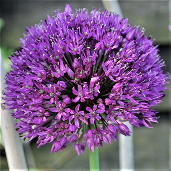 Allium, Purple Sensation, Bulbs (5 Pack), Purple Perennial Allium Bulbs, Purple Flowers