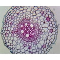thumbnail image 1 of Slide, Allium Root; Cross Section, 1 of 1