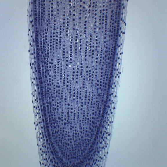 Allium Root Tip, Longitudinal Section - Prepared Microscope Slide - 75 x 25mm - Biology & Microscopy - Eisco Labs