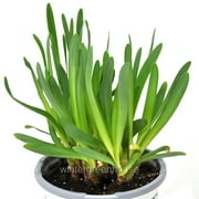 Allium, Serendipity, Ornamental Onion - Pot Size: 4.5" - Alpine Plants, Flowering Plants