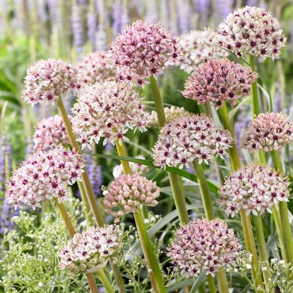 Easy to Grow Allium Silver Spring 3 Plant Bulbs, Sun Summer Flowers Zones 4-9