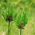 thumbnail image 1 of Easy to Grow Allium Vineale Dready 20 Plant Bulbs, Sun Summer Zones 4-9, 1 of 7