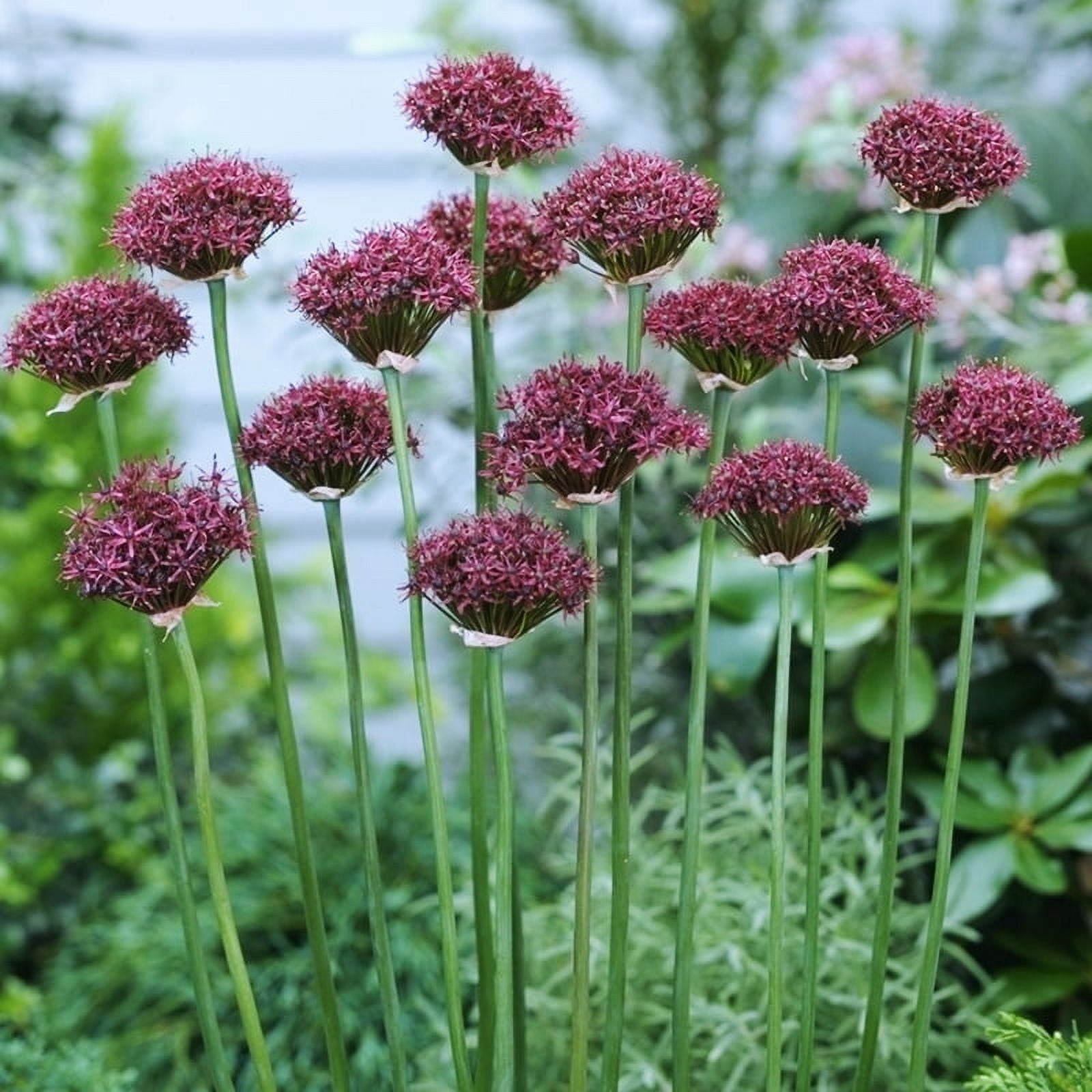 Allium atropurpureum Flower Bulbs - 12 Bulbs per Pack - Attracts  Butterflies and Hummingbirds - Deer Resistant - Good as Cut Flowers -  Naturalizing - Easy to Grow Live Plants - Outdoor Garden - Walmart.com, image size:1600x1600
