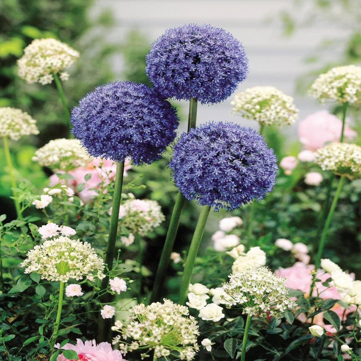Allium caeruleum Azureum Blue Drumstick 20 flower bulbs