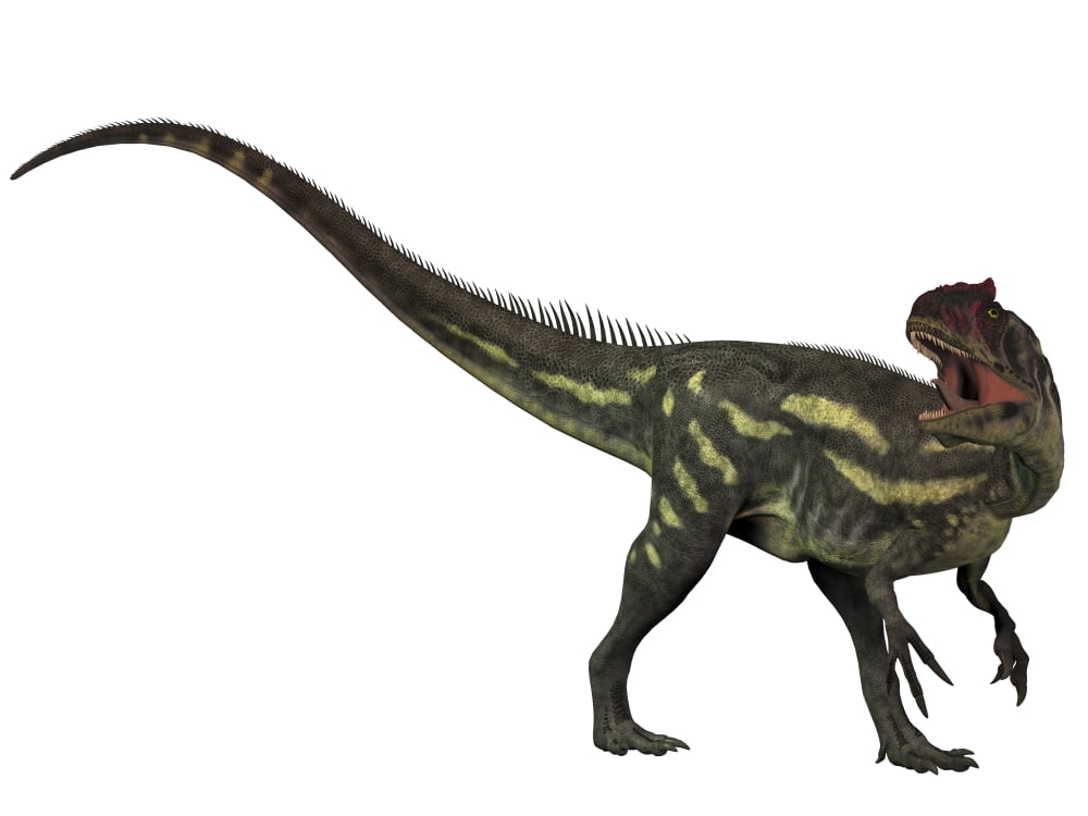 Allosaurus a prehistoric era dinosaur Canvas Art - Corey FordStocktrek Images (17 x 13)