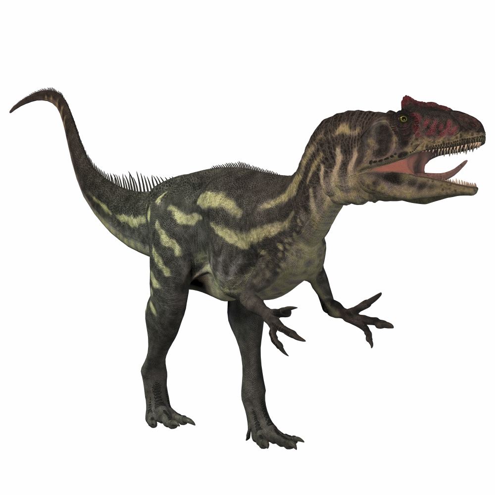 Allosaurus a prehistoric era dinosaur Canvas Art - Corey FordStocktrek Images (28 x 28)