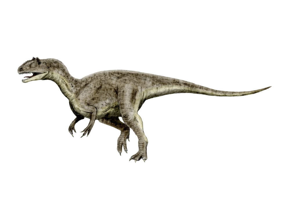 Allosaurus dinosaur Canvas Art - Nobumichi TamuraStocktrek Images (17 x 13)