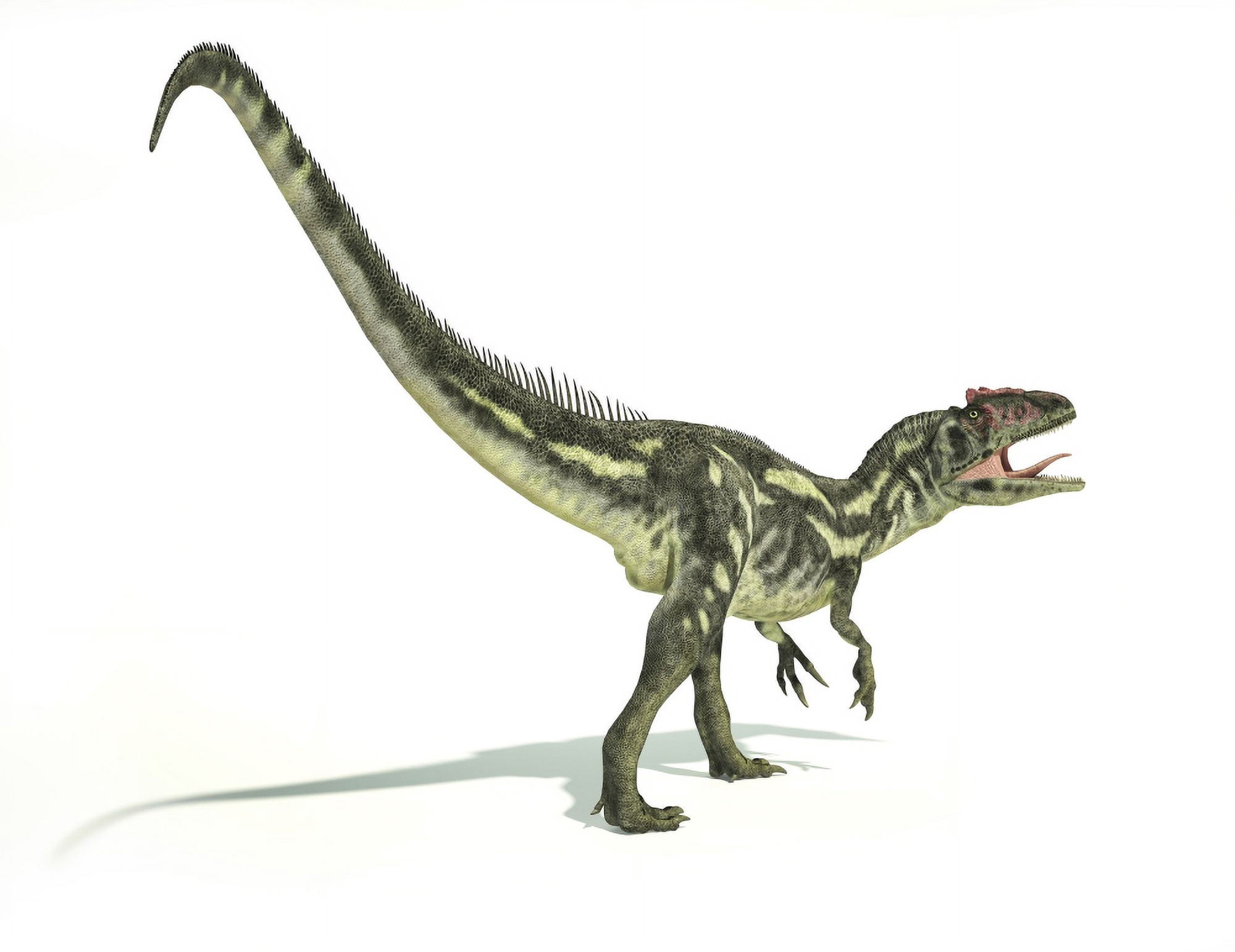 Allosaurus dinosaur on white background Canvas Art - Leonello CalvettiStocktrek Images (32 x 25)