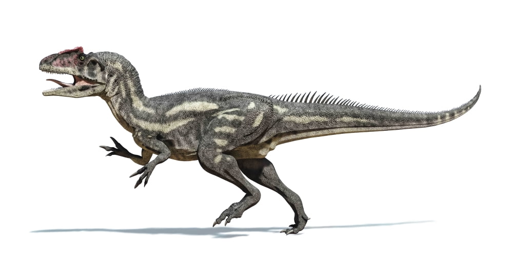 Allosaurus dinosaur on white background Canvas Art - Leonello CalvettiStocktrek Images (38 x 21)