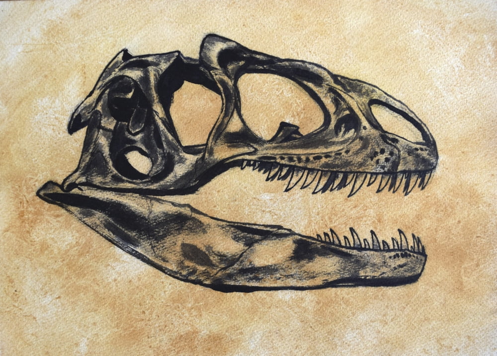 Allosaurus dinosaur skull Canvas Art - Harm PlatStocktrek Images (17 x 12)
