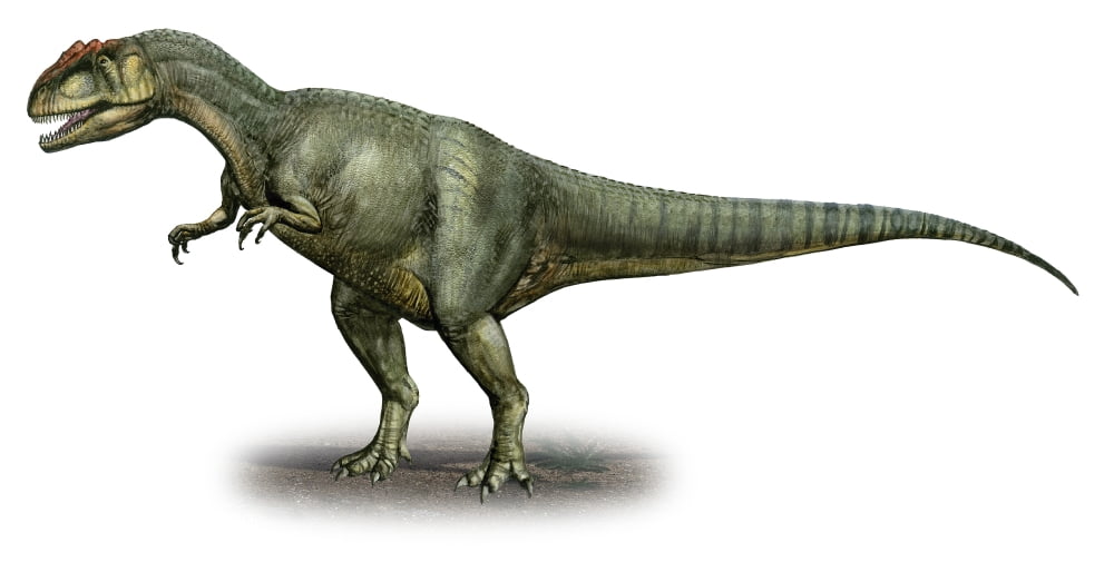Allosaurus fragilis a prehistoric era dinosaur Canvas Art - Sergey KrasovskiyStocktrek Images (39 x 21)